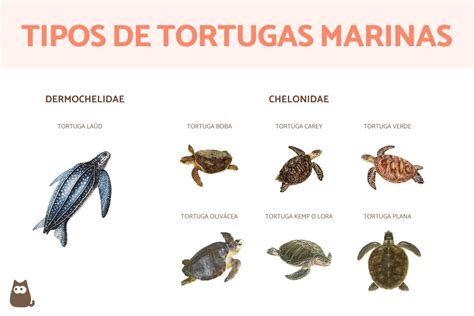 tortugas marinas tipos.